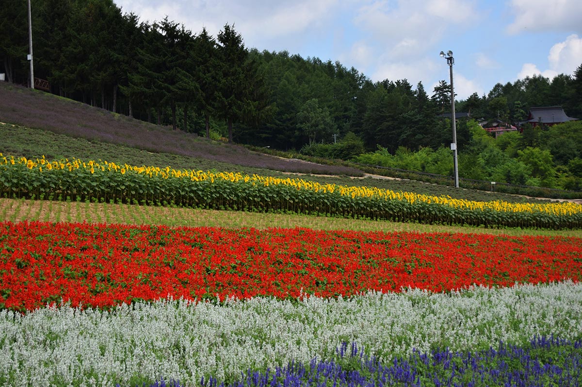 Things to do in Sapporo Furano
