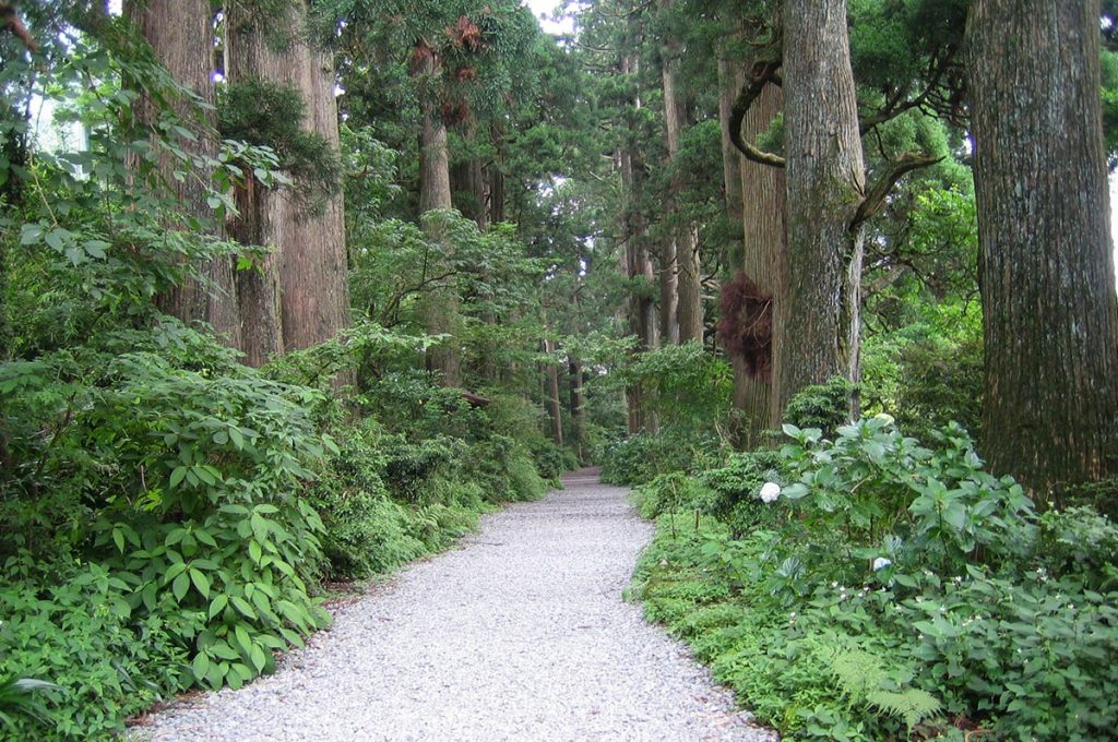 Things to do in Hakone Ancient Cedar Avenue