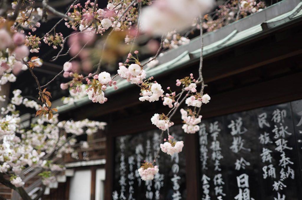 Cherry Blossom Festival Japan History