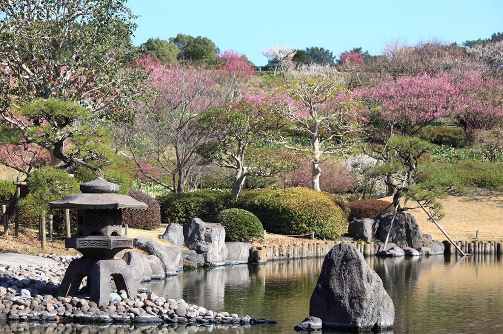 Cherry Blossom Festival Japan Yoshino Park