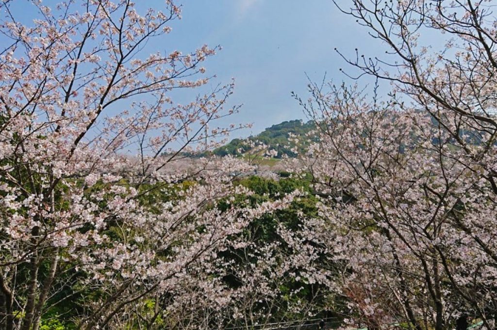 Cherry Blossom Festival Japan Hirakawa Zoo