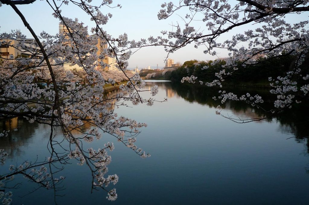 Cherry Blossom Festival Japan Fukuoka Castle