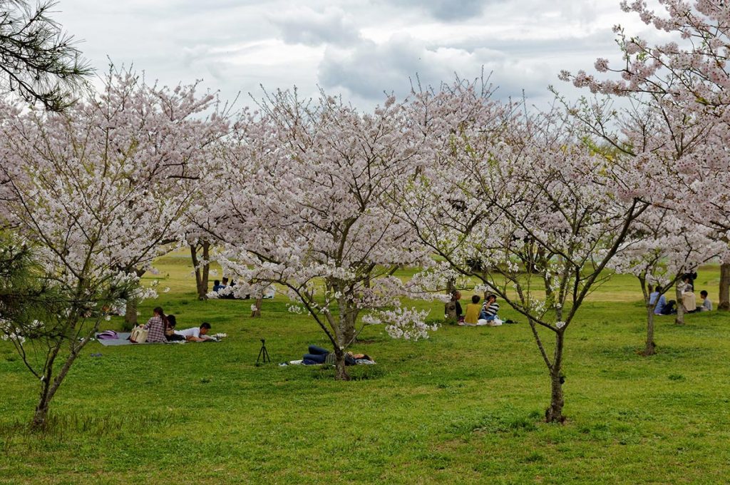 Cherry Blossom Festival Japan Uminonakamichi Seaside Park