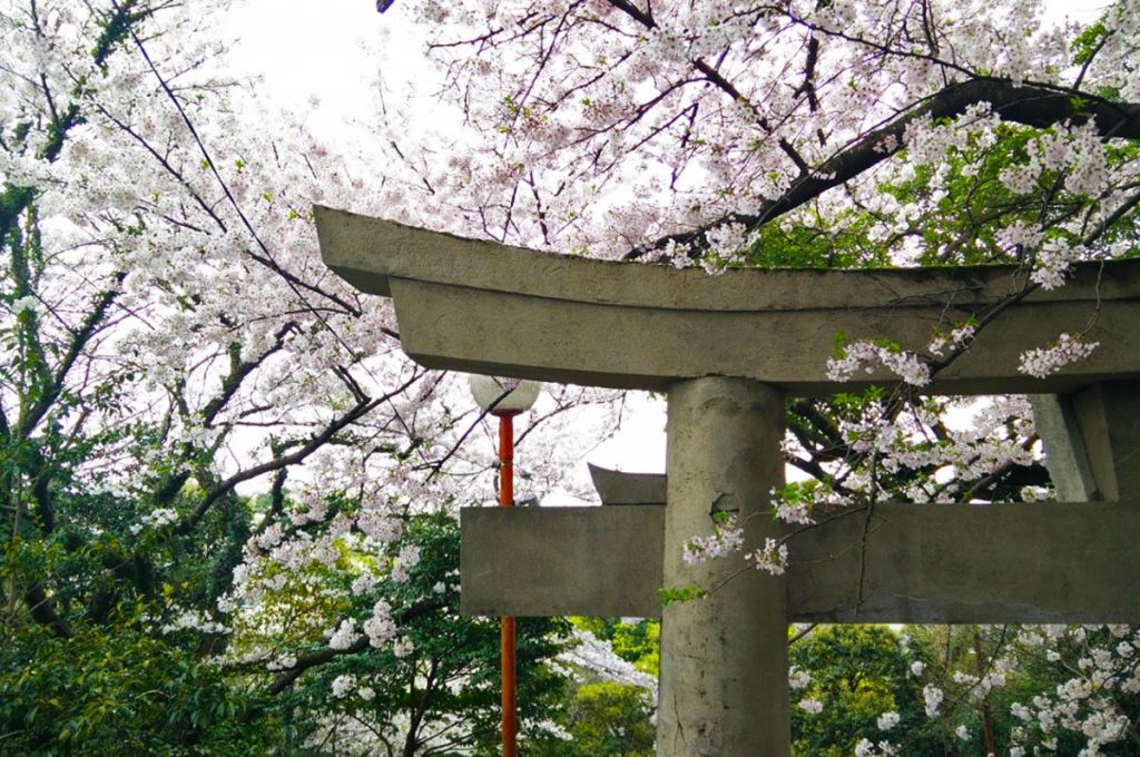 Cherry Blossom Festival Japan Atago Shrine