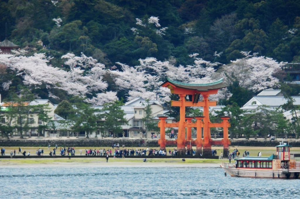 Cherry Blossom Festival Japan Miyajima