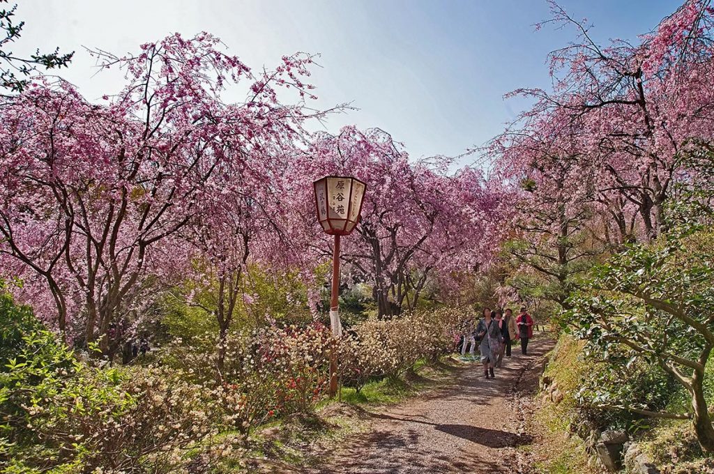 Cherry Blossom Festival Japan Haradani-en Garden