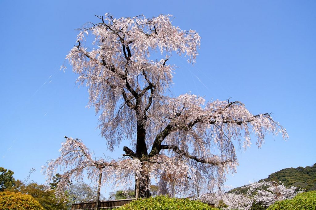 Cherry Blossom Festival Japan Maruyama Park