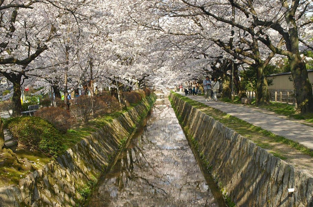 Cherry Blossom Festival Japan Philosopher's Path