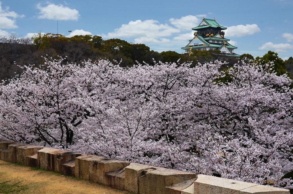 Cherry Blossom Festival Japan Osaka Castle Park