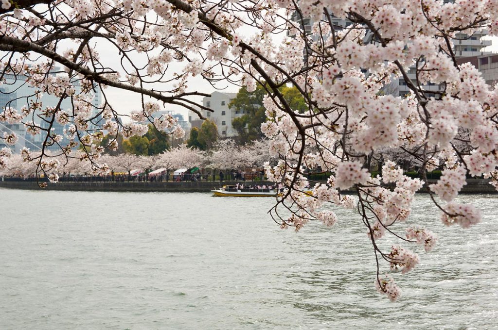 Cherry Blossom Festival Japan Kema Sakuranomiya Park