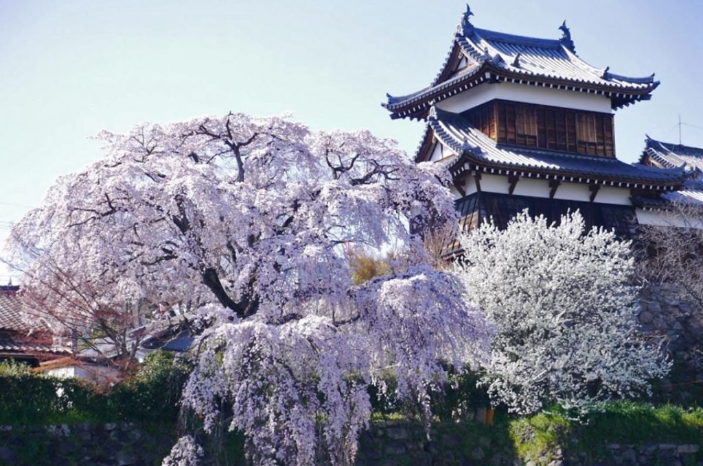 Cherry Blossom Festival Japan Koriyama Castle