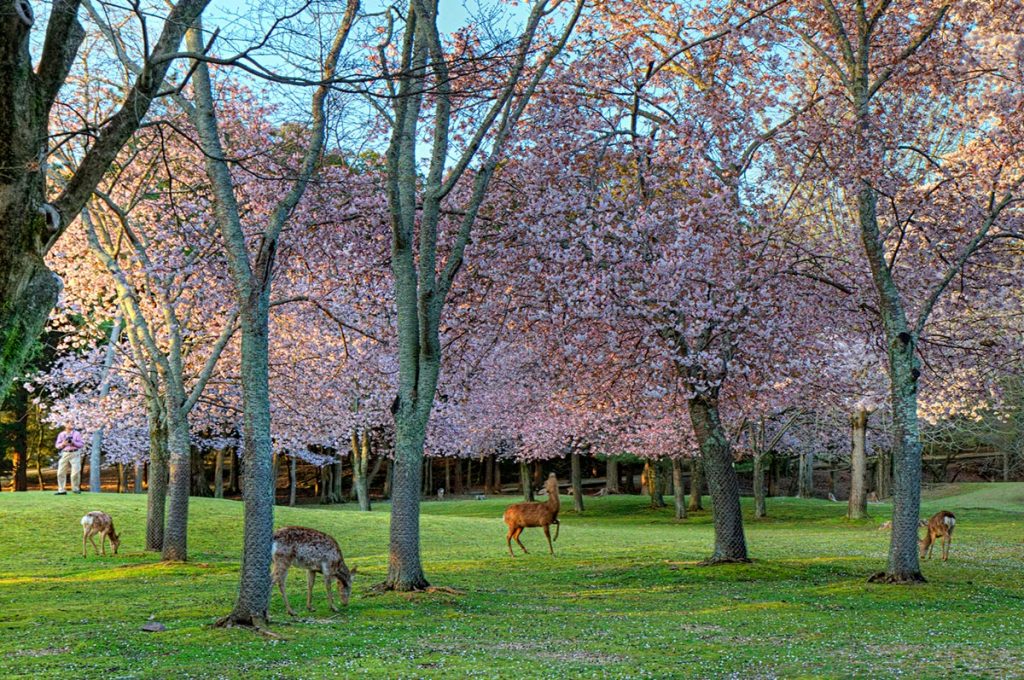 Cherry Blossom Festival Japan Nara Park