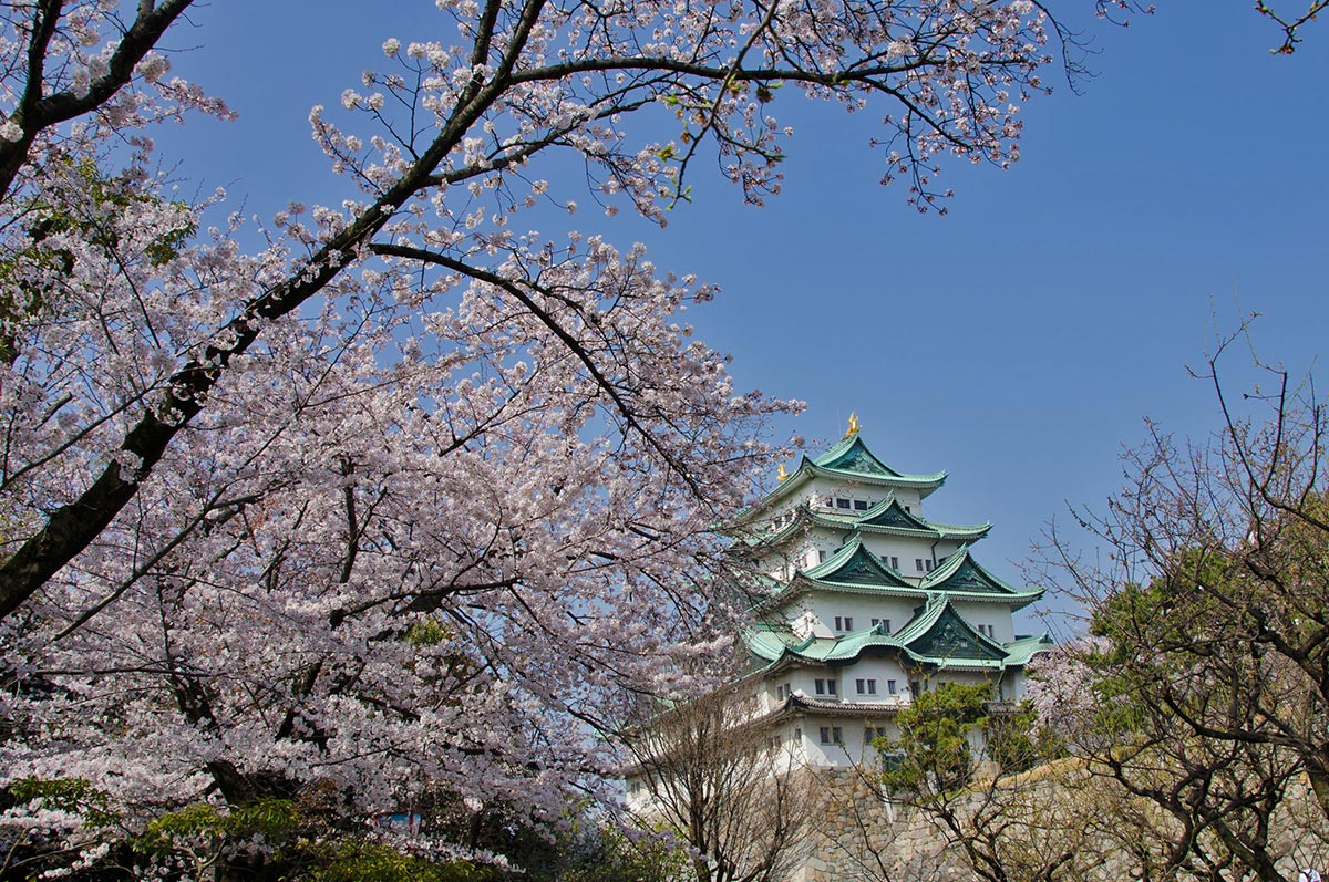 Cherry Blossom Festival Japan Nagoya Castle