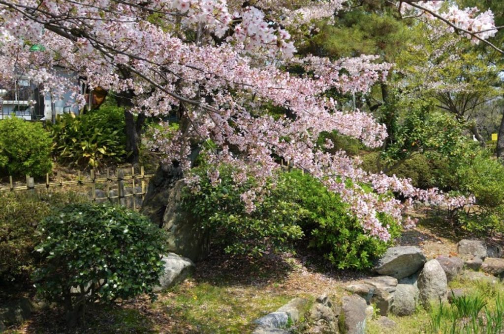 Cherry Blossom Festival Japan Tsuruma Park