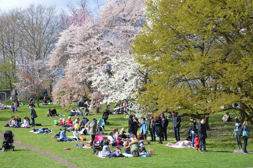 Cherry Blossom Festival Japan Hanami Picnic