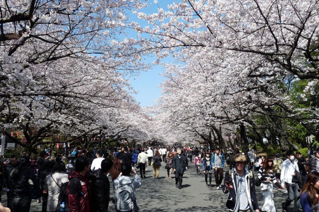 Cherry Blossom Festival Japan Ueno Park