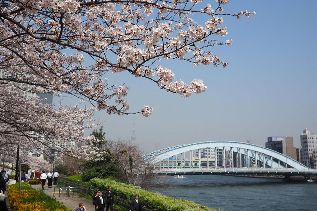 Cherry Blossom Festival Japan Sumida Park
