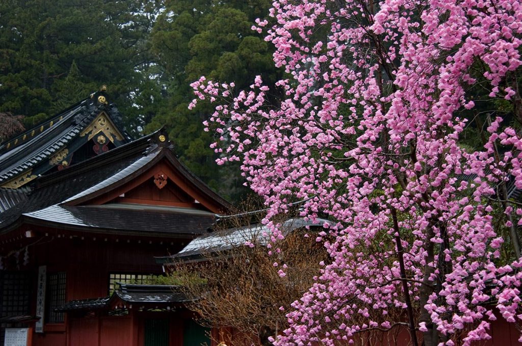 Cherry Blossom Festival Japan Nikko Futarasan Jinja Shrine