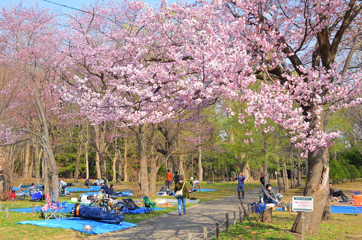 Cherry Blossom Festival Japan Maruyama Park