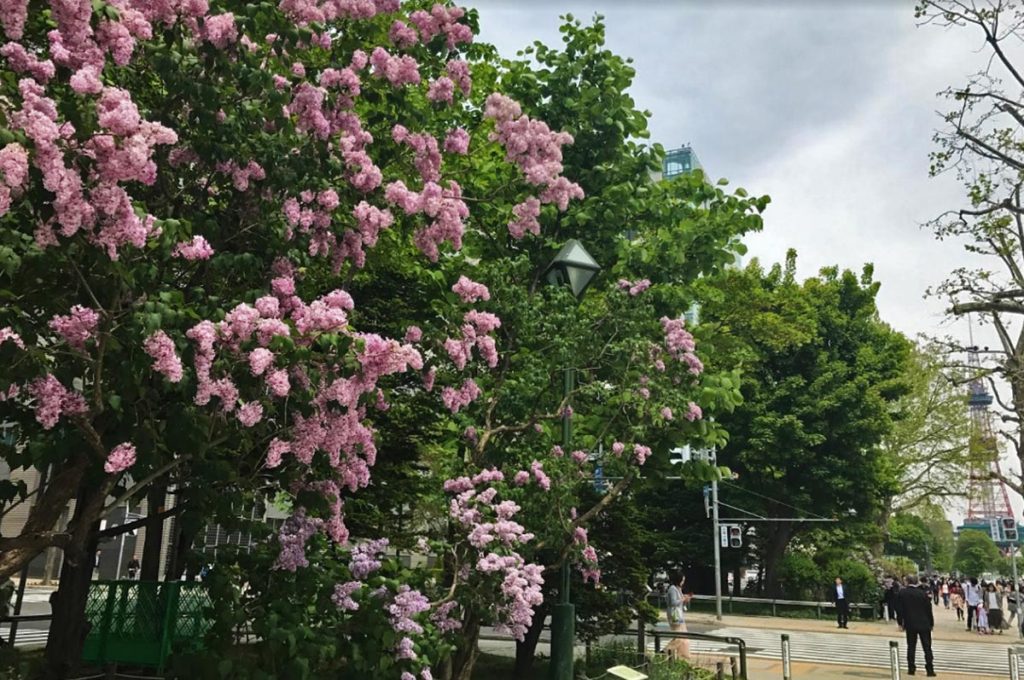 Cherry Blossom Festival Japan Odori Park
