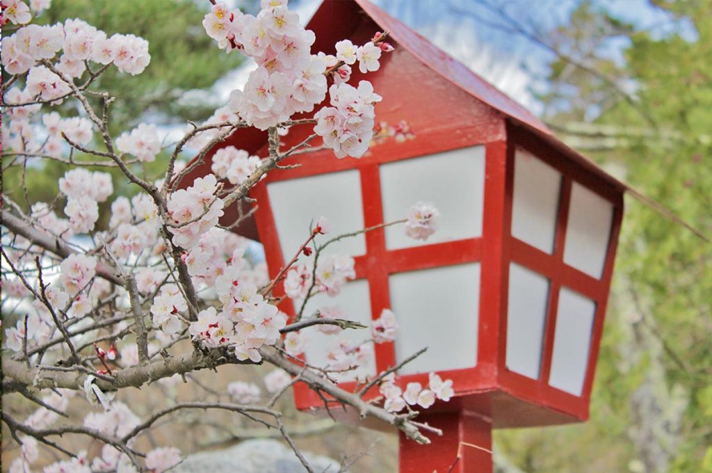 Cherry Blossom Festival Japan Sakura