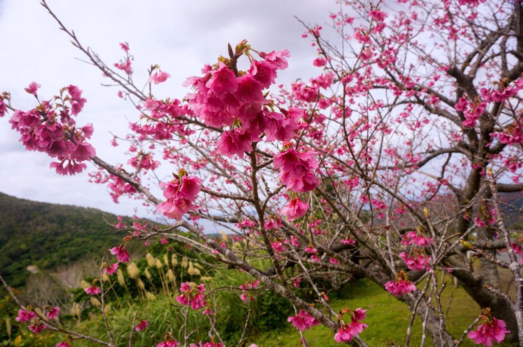 Cherry Blossom Festival Japan Okinawa