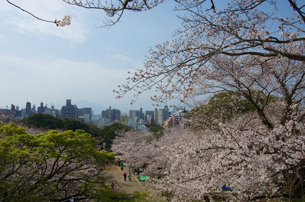 Cherry Blossom Festival Japan Fukuoka