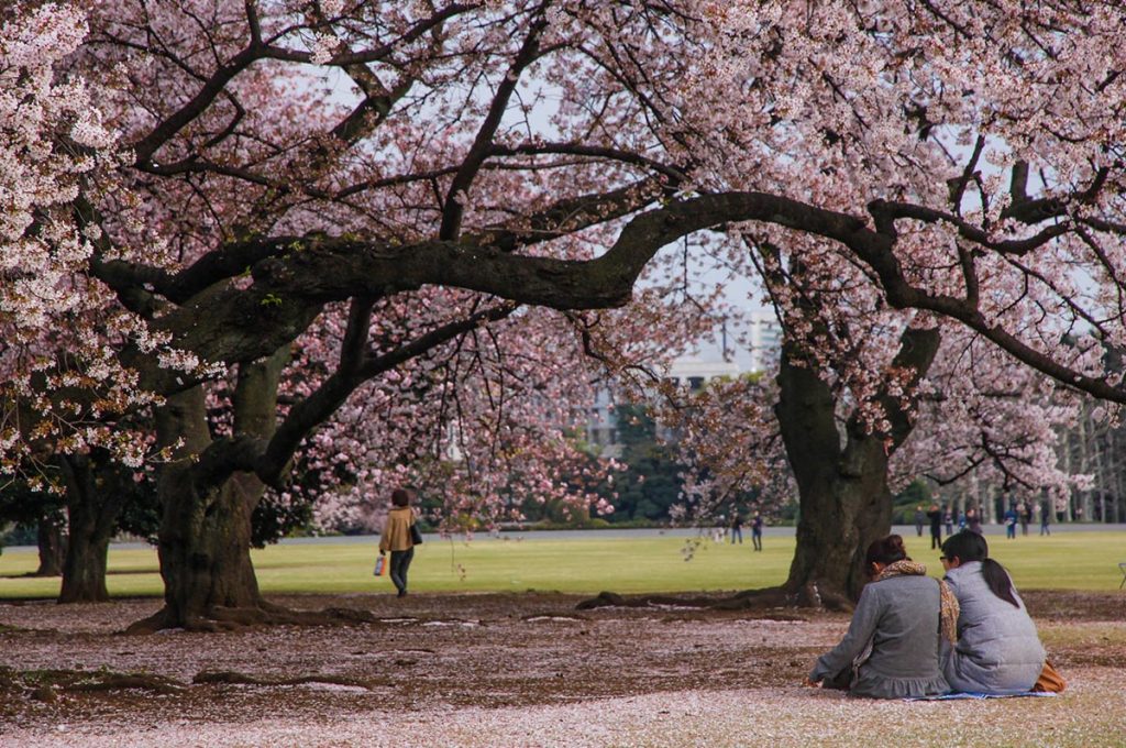 Cherry Blossom Festival Japan Hiroshima