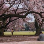 Cherry Blossom Festival Japan Hiroshima