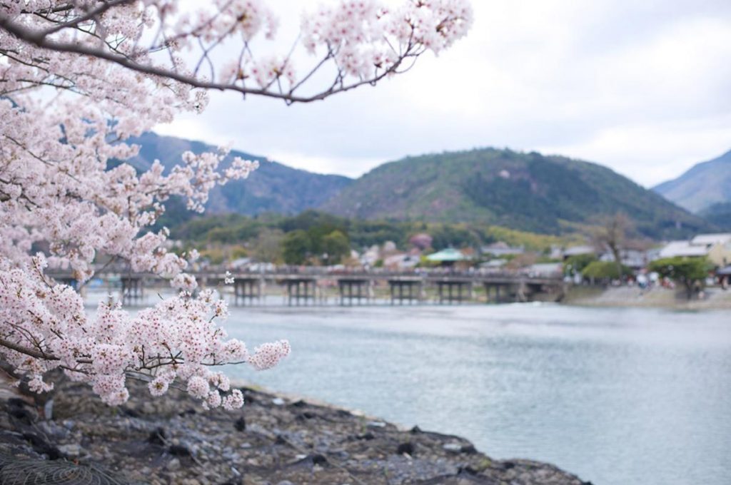 Cherry Blossom Festival Japan Kyoto