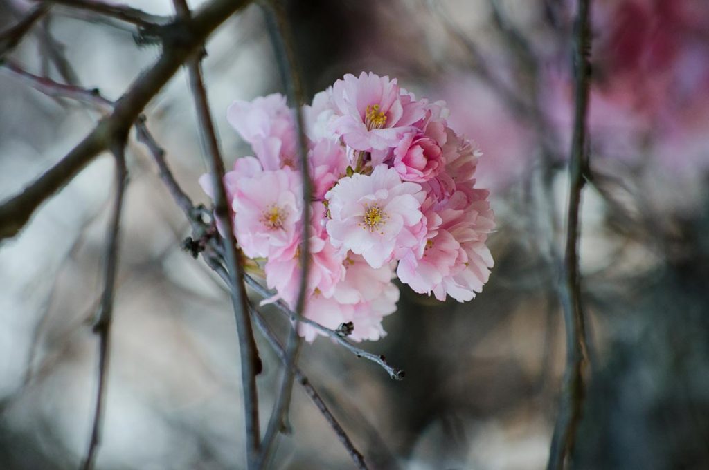 Cherry Blossom Festival Japan Flower