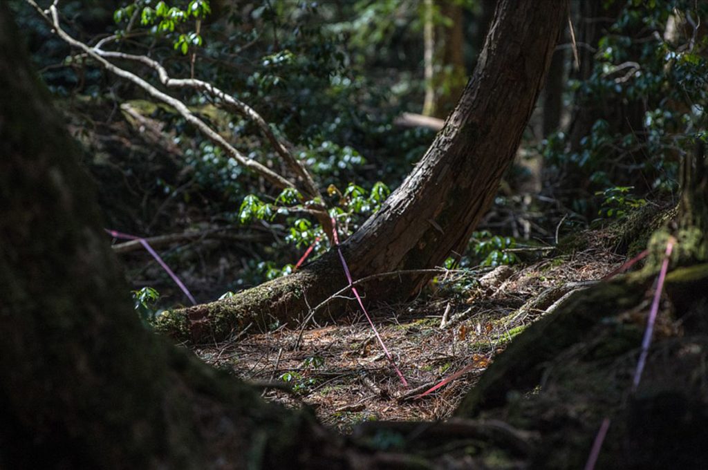 Haunted Forest in Japan Strings