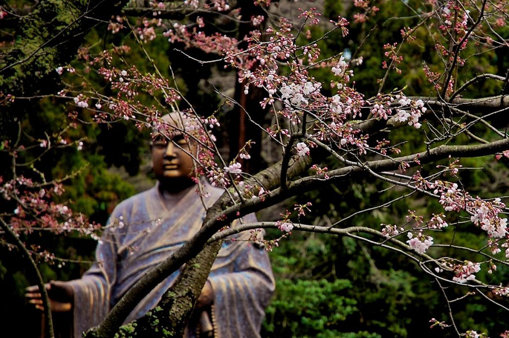 Cherry Blossom Festival Japan Kamakura