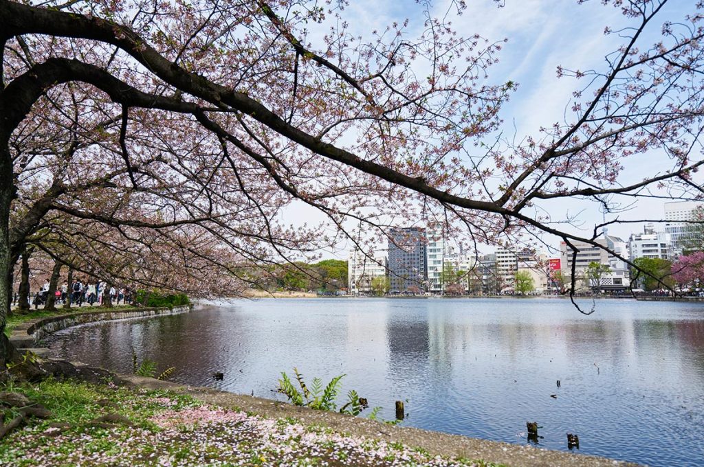 Cherry Blossom Festival Japan Tokyo