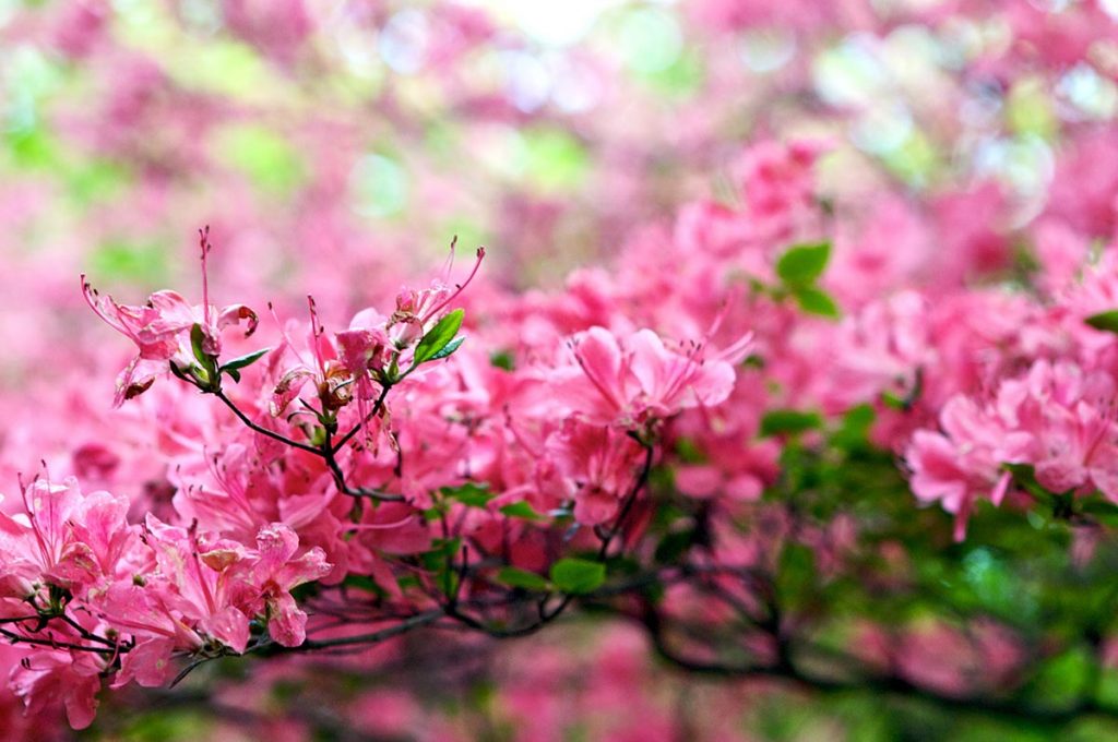 Cherry Blossom Festival Japan Nikko