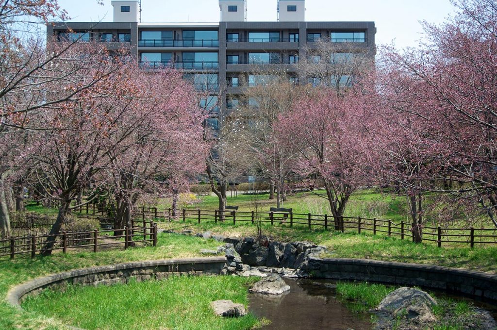 Cherry Blossom Festival Japan Sapporo