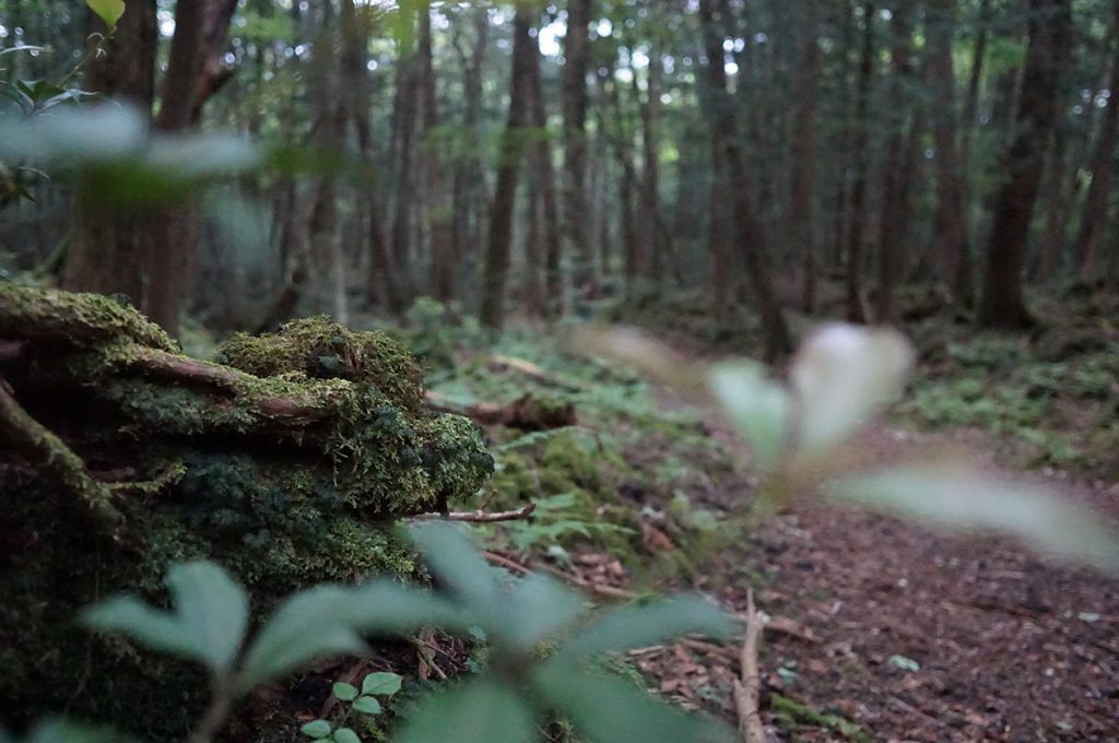 Haunted Forest in Japan Plants