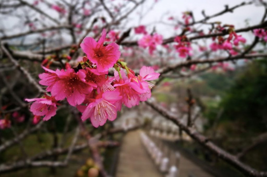 Cherry Blossom Festival Japan Yaese Park