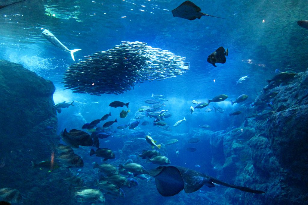 Enoshima Island Places to Visit Enoshima Aquarium