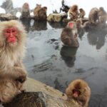 Day Trip Tokyo Jigokudani Yaen-Koen