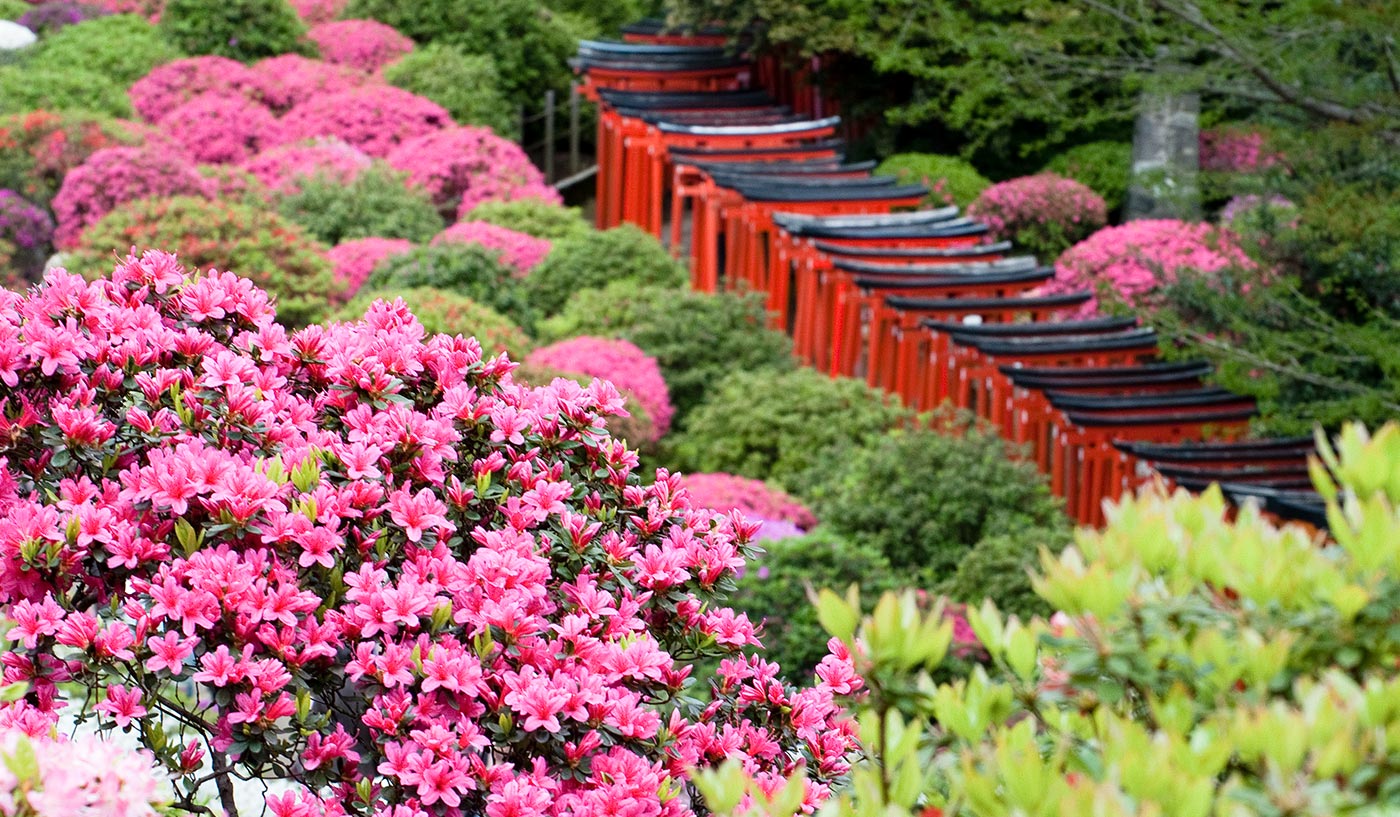 Yanesen Tokyo flower Torii