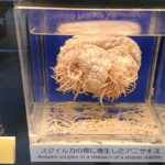 Dark Tourism Japan Meguro Parasitological Museum