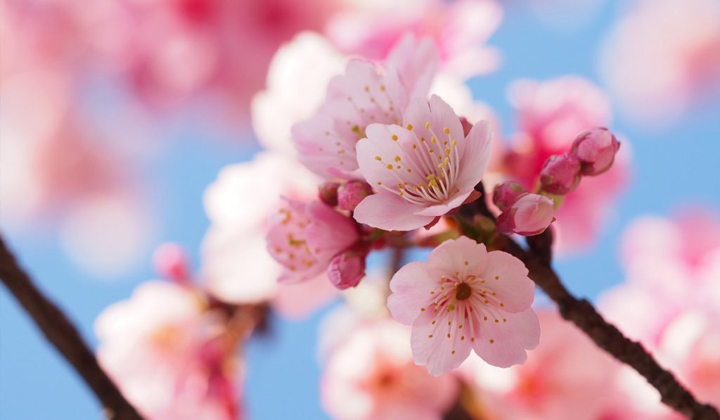 Things to do in Tokyo for free 12 Japanese Hanami