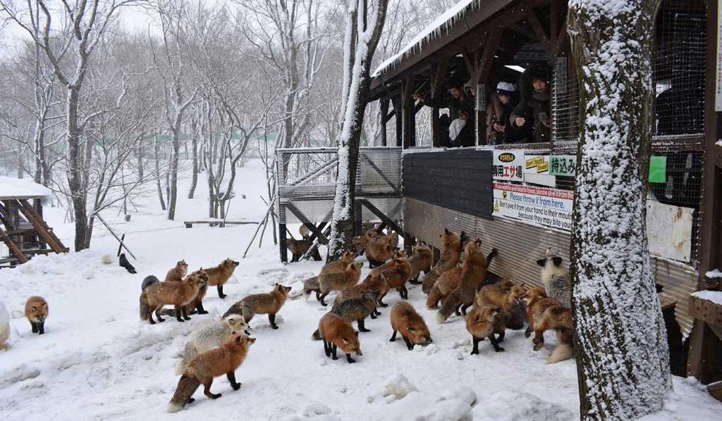 Places to visit in Japan Zao Fox Village