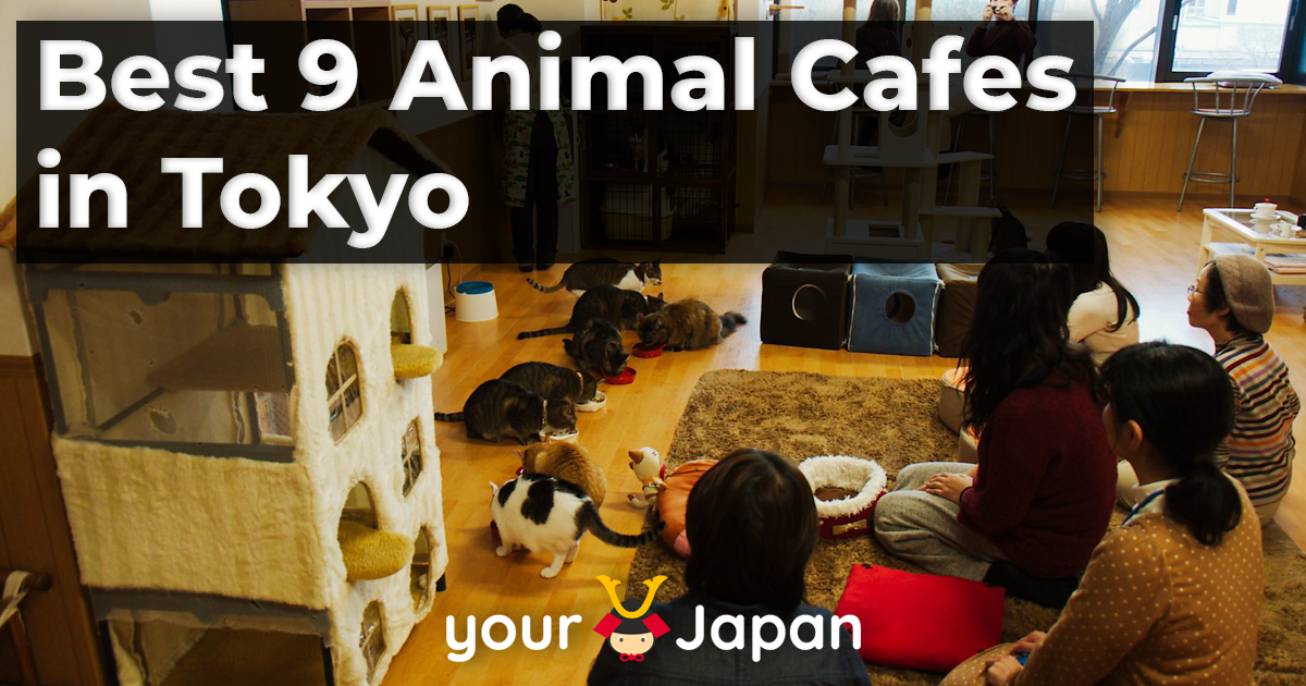 Animal Cafes In Tokyo Japan at Anita Thompson blog