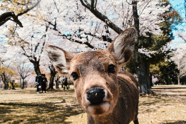 top things to do in nara