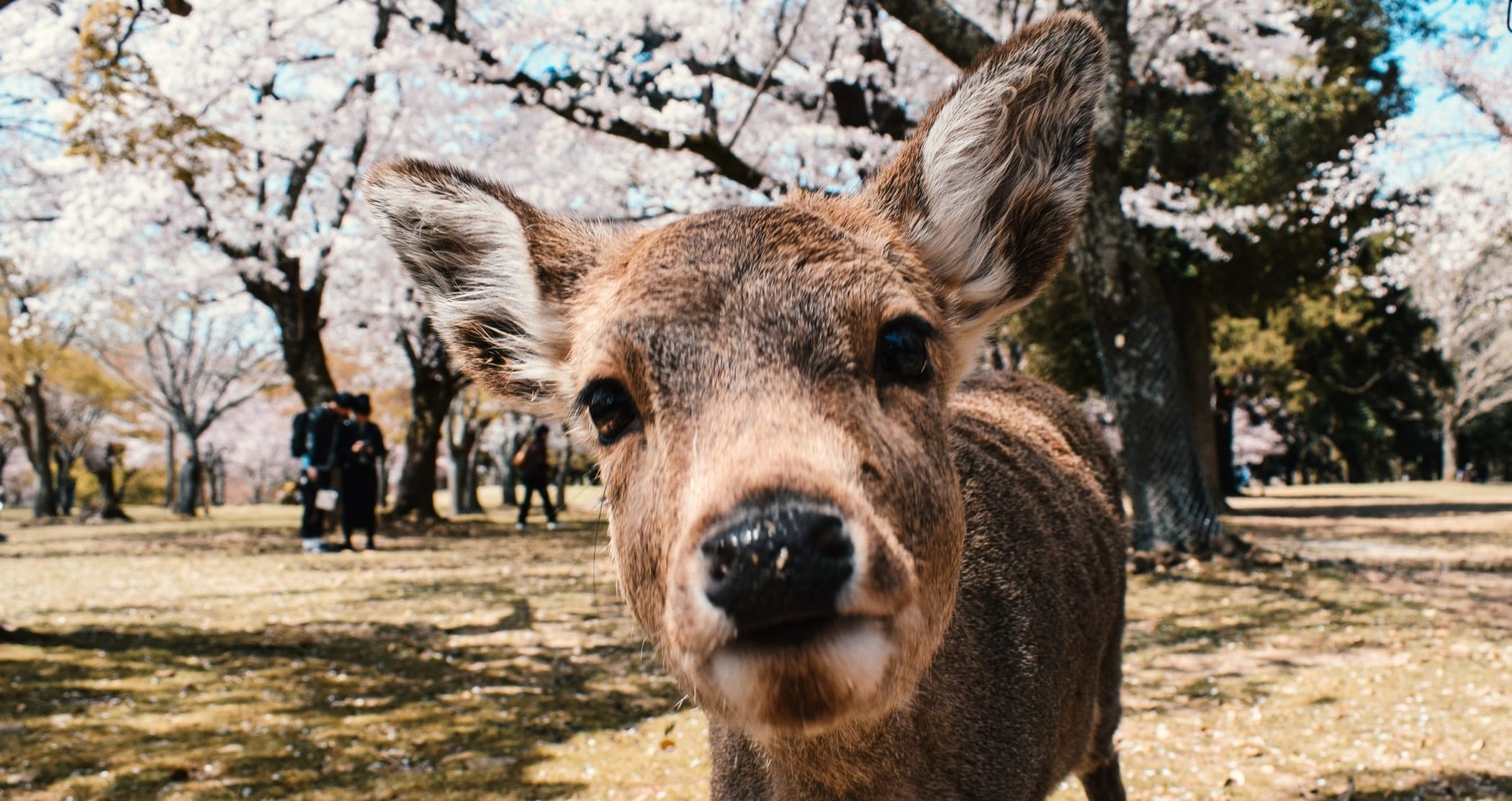 Top 10 things to do in Nara