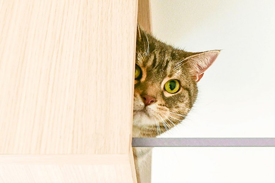 You Can Now Rent An Apartment Designed For Your Cat - Your Japan