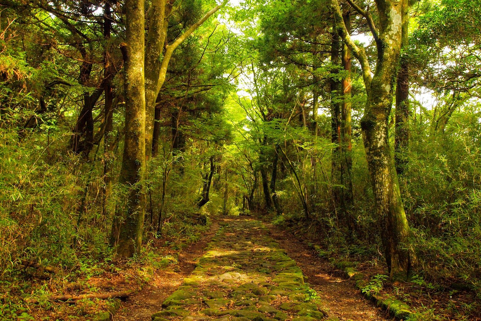 Hakone Stone-paved Road