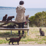 Tashirojima cat island